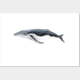 Humpback whale Megaptera novaeangliae Posters and Art